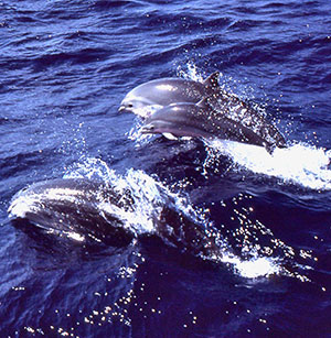 Dolphins swimming